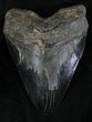 Beastly, Megalodon Tooth - Sharp Serrations #28282-1